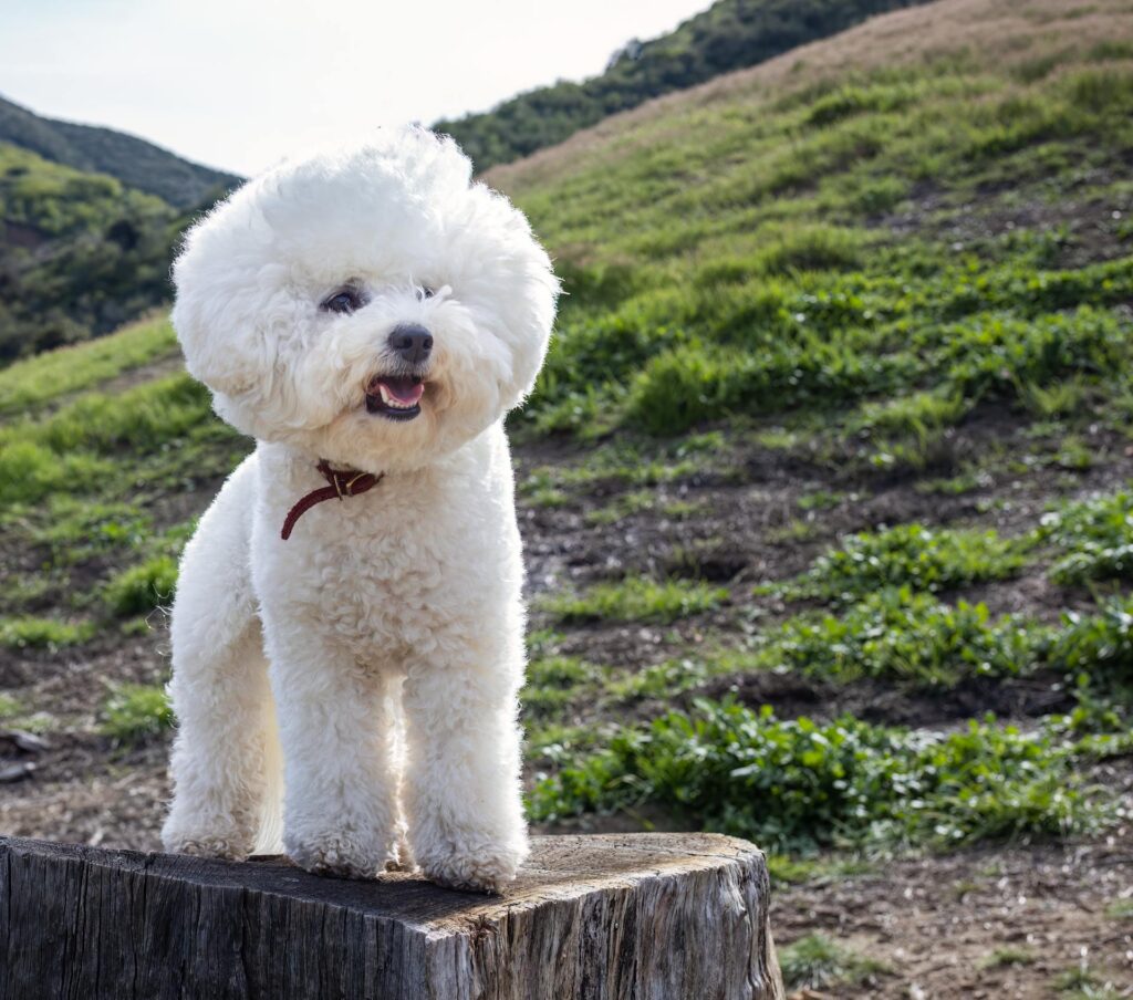 Bichon Frise