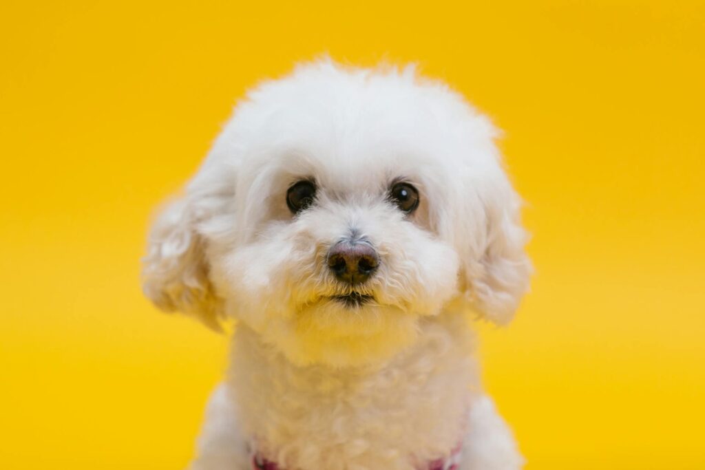 Bichon Frise