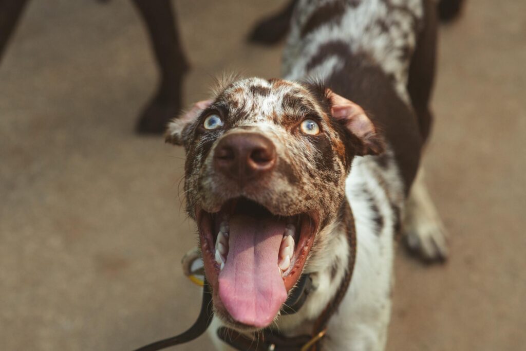 Catahoula Leopard Dog