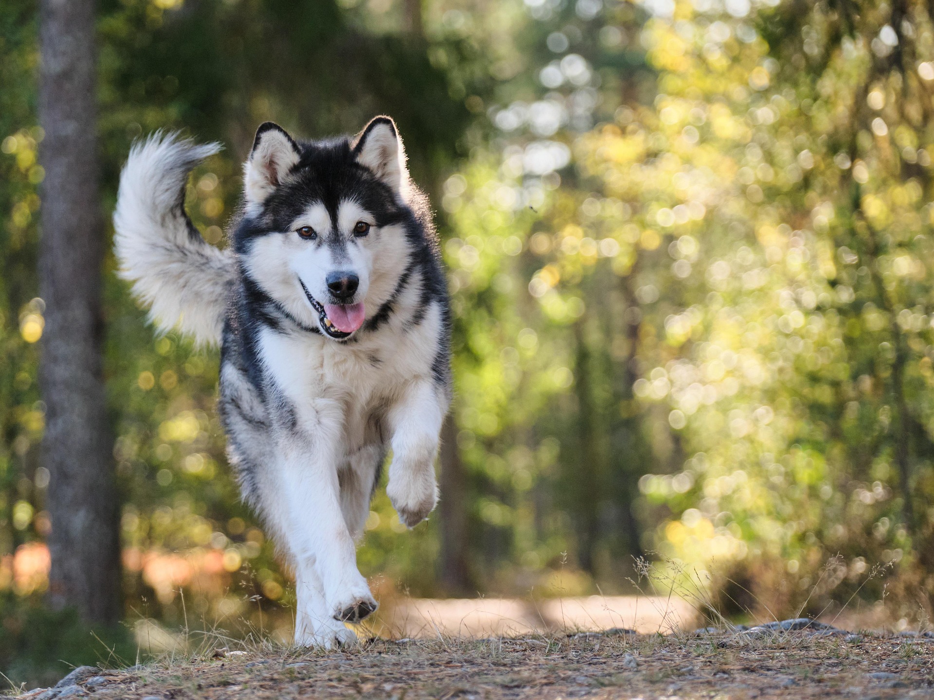 Dog running