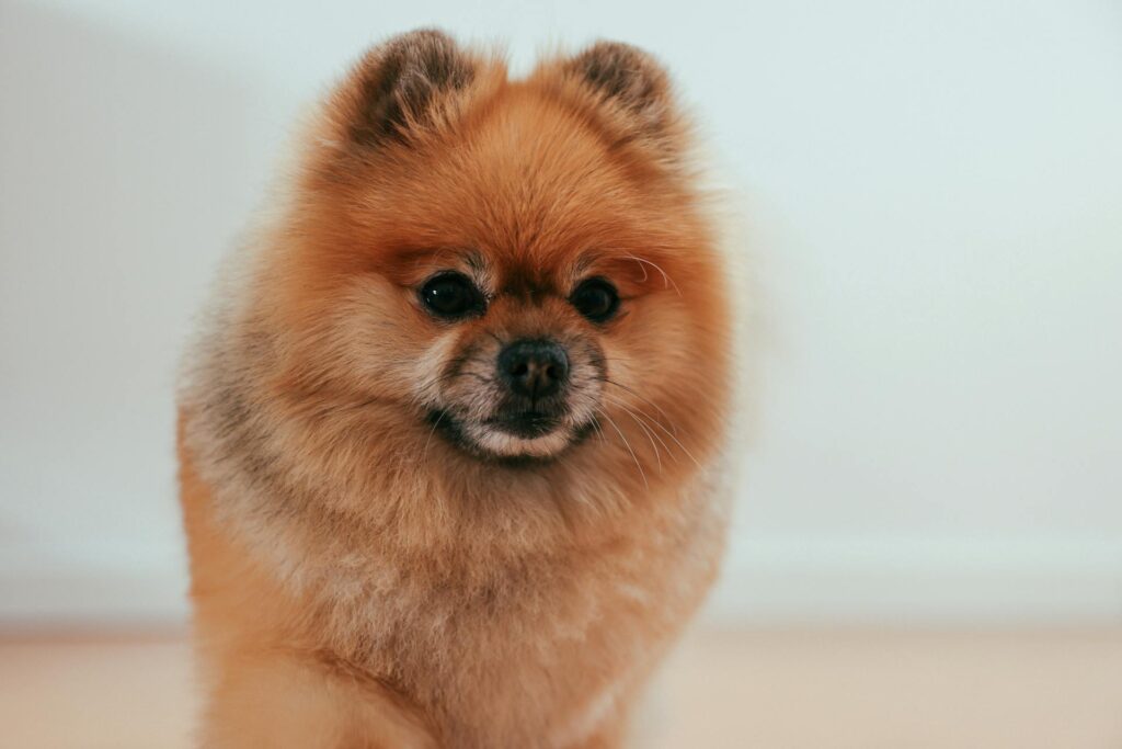 Pomeranian